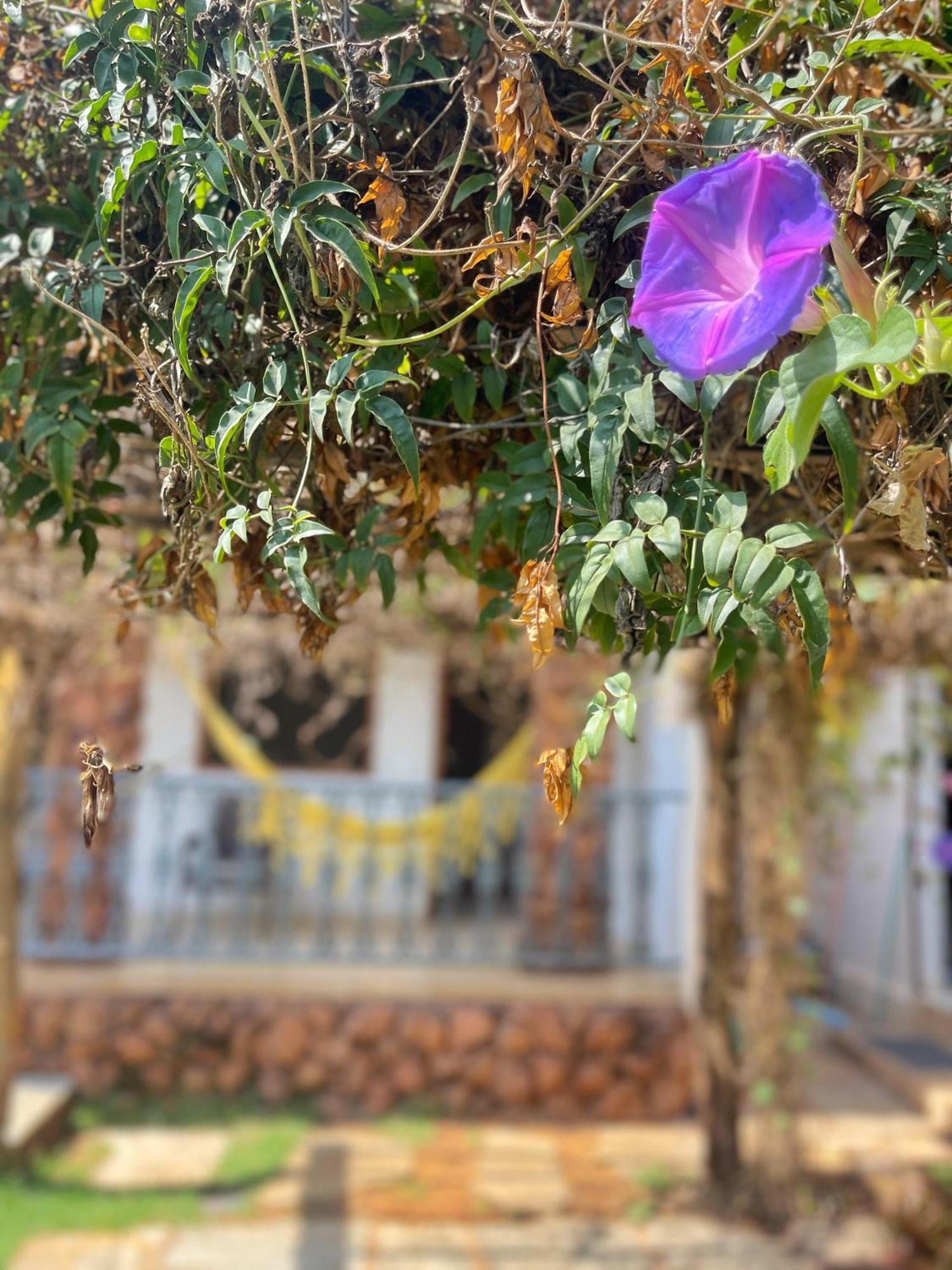 Pousada Verdes Encantos Pirenópolis المظهر الخارجي الصورة